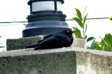 1084 Brewer's Blackbird Jigsaw Puzzle