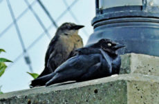 1085 Brewer's Blackbird Jigsaw Puzzle