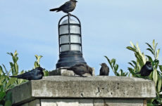 1086 Brewer's Blackbird Jigsaw Puzzle