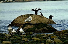 1053 Double Crested Cormorant Jigsaw Puzzle