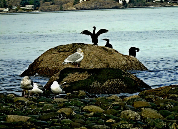 1053 Double Crested Cormorant Jigsaw Puzzle