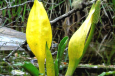 1089 Skunk Cabbage Jigsaw Puzzle