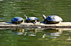 1001 Red-Eared Slider Turtle Jigsaw Puzzle