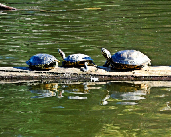 1001 Red-Eared Slider Turtle Jigsaw Puzzle