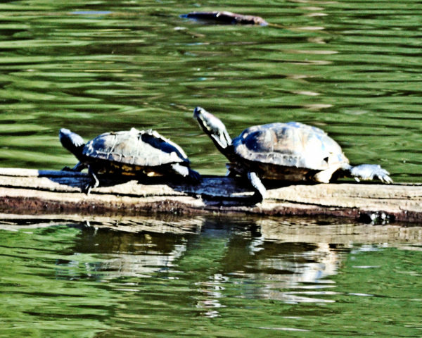 1002 Red-Eared Slider Turtle Jigsaw Puzzle