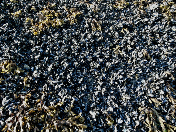 1036 Pacific Blue Mussel Jigsaw Puzzle