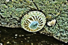1051 Shield Limpet Jigsaw Puzzle