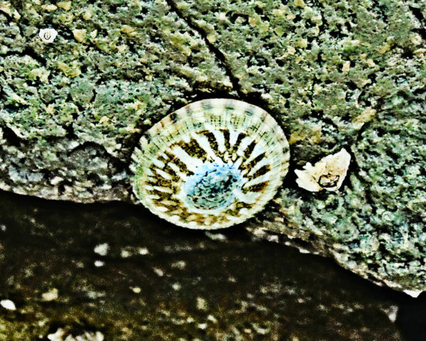 1051 Shield Limpet Jigsaw Puzzle
