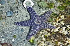 1054 Purple/Ochre Star Jigsaw Puzzle