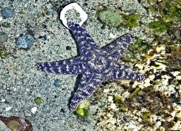 1054 Purple/Ochre Star Jigsaw Puzzle