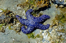 1055 Purple/Ochre Star Jigsaw Puzzle