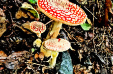 1098 Amanita Muscaria Jigsaw Puzzle