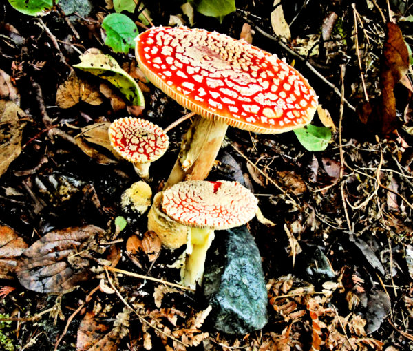 1098 Amanita Muscaria Jigsaw Puzzle