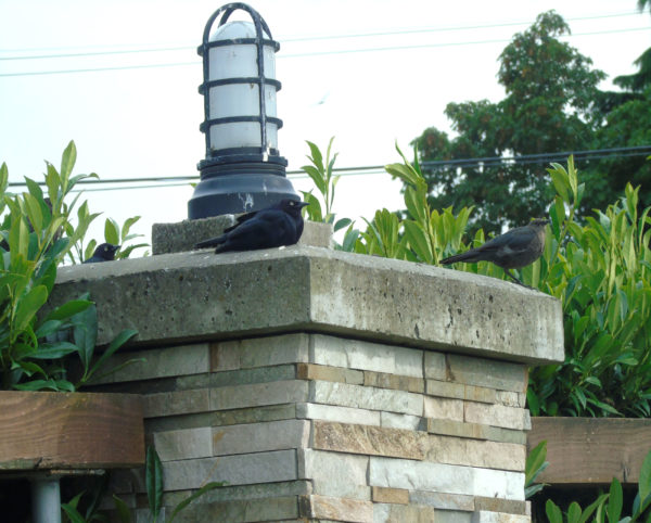 1099 Brewer's Blackbird Jigsaw Puzzle