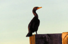 1100 Double Crested Cormorant Jigsaw Puzzle