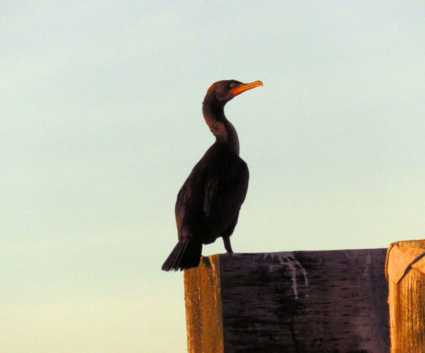 1100 Double Crested Cormorant Jigsaw Puzzle