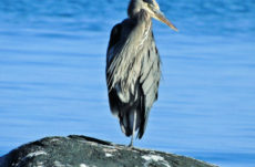 1110 Great Blue Heron Jigsaw Puzzle