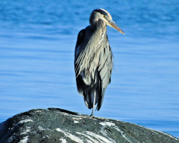1110 Great Blue Heron Jigsaw Puzzle