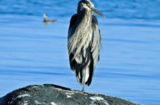 1111 Great Blue Heron Jigsaw Puzzle