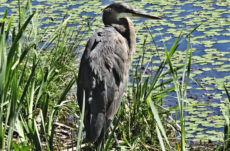 1112 Great Blue Heron Jigsaw Puzzle