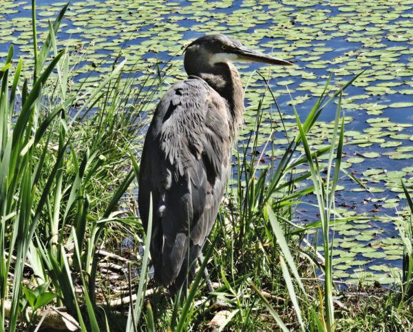 1112 Great Blue Heron Jigsaw Puzzle