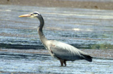 1113 Great Blue Heron Jigsaw Puzzle