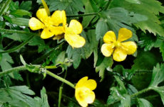 1114 Western Buttercup Jigsaw Puzzle