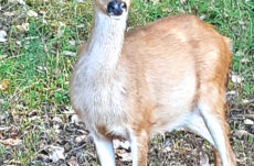 1115 Black-Tailed Deer Jigsaw Puzzle