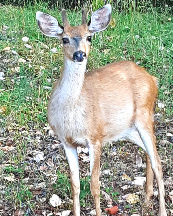 1115 Black-Tailed Deer Jigsaw Puzzle