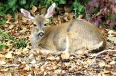 1116 Black-Tailed Deer Jigsaw Puzzle