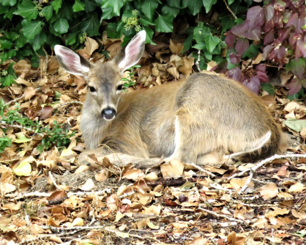 1116 Black-Tailed Deer Jigsaw Puzzle