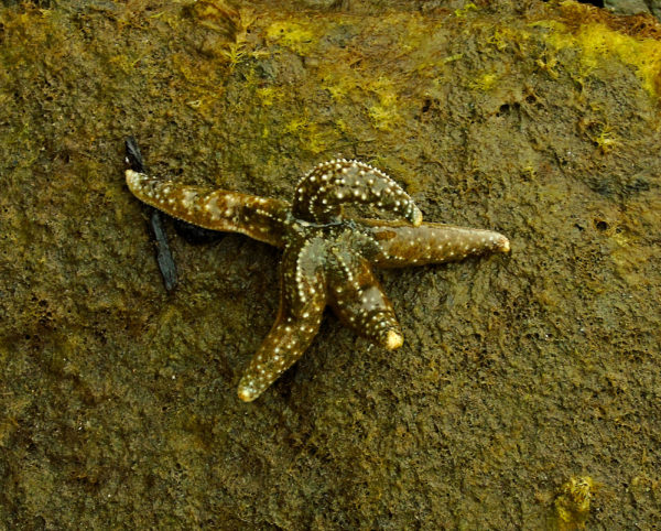 1118 Mottled Star Jigsaw Puzzle