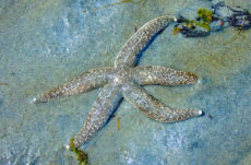 1119 Mottled Star Jigsaw Puzzle