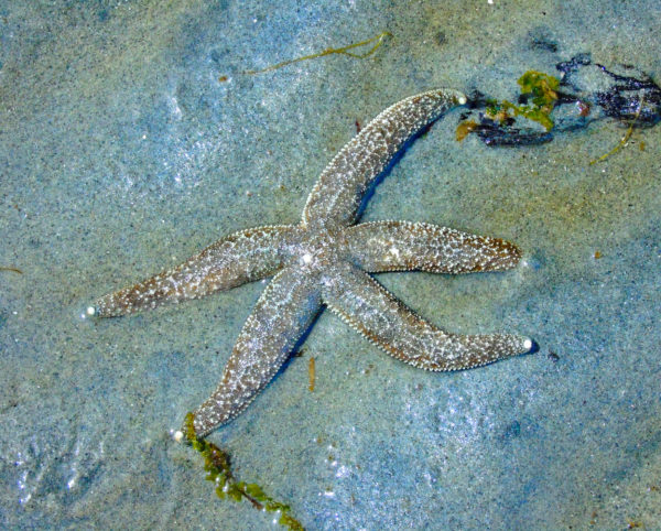 1119 Mottled Star Jigsaw Puzzle
