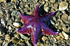 1120 Bat Star Jigsaw Puzzle