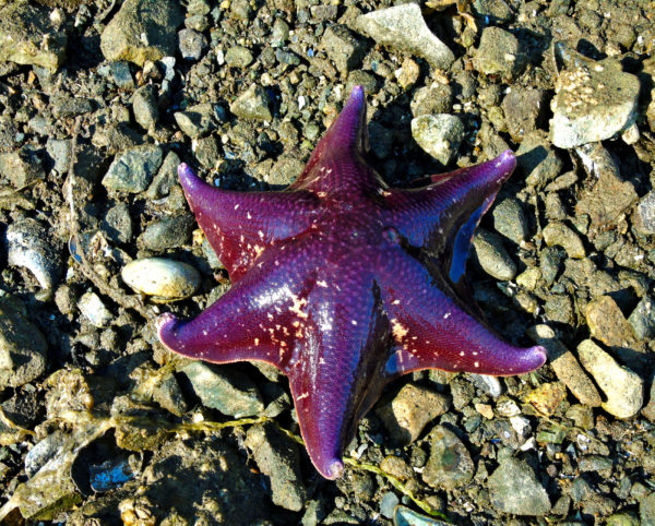 1120 Bat Star Jigsaw Puzzle