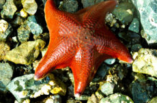 1121 Bat Star Jigsaw Puzzle