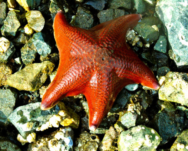 1121 Bat Star Jigsaw Puzzle