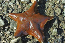 1122 Bat Star Jigsaw Puzzle