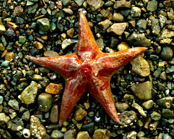 1124 Leather Star Jigsaw Puzzle