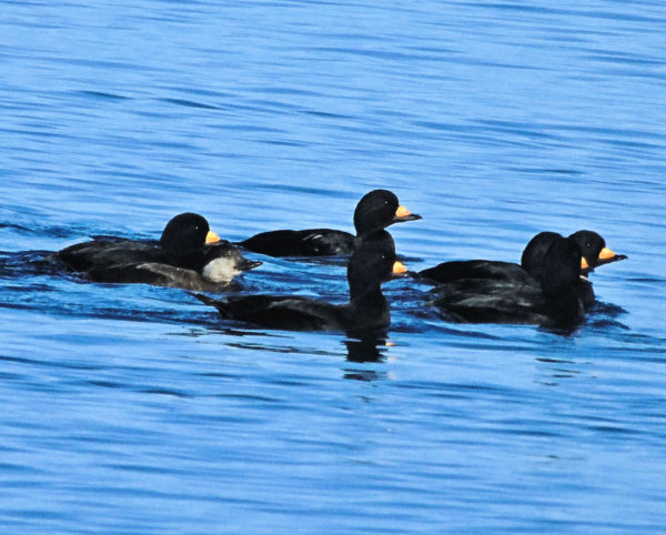 120 Black Scoter Jigsaw Puzzle