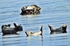 124 Harbour Seal Jigsaw Puzzle