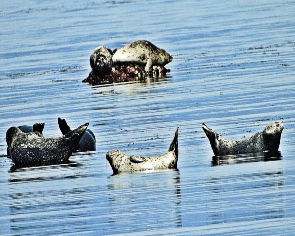 124 Harbour Seal Jigsaw Puzzle
