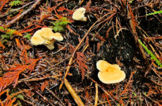 145 Hedgehog Mushroom Jigsaw Puzzle