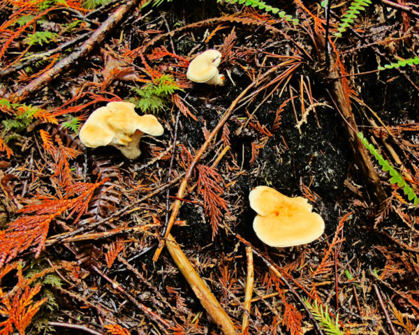145 Hedgehog Mushroom Jigsaw Puzzle