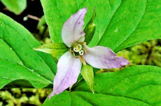 146 Western Trillium Jigsaw Puzzle