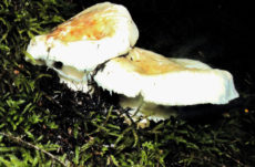 187 Pine Mushroom Jigsaw Puzzle
