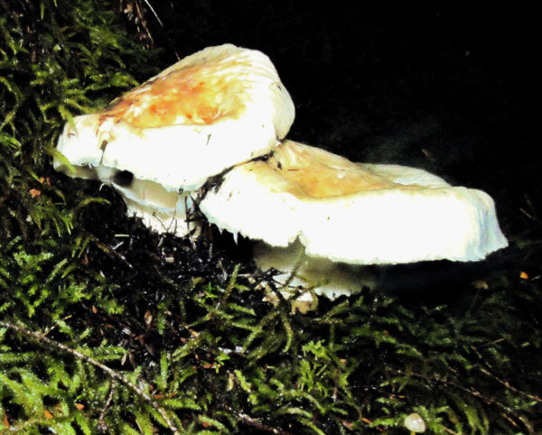 187 Pine Mushroom Jigsaw Puzzle
