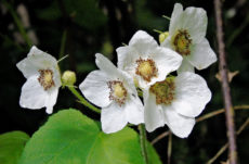 193 Thimbleberry