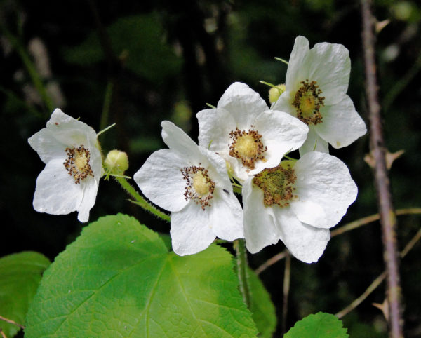 193 Thimbleberry